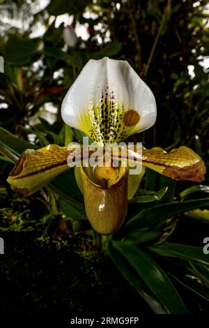 Biodiversité des jardins botaniques de la Réunion Océan Indien Banque D'Images
