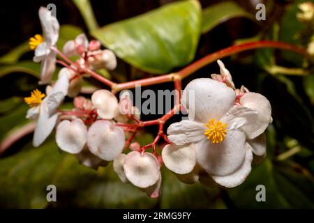 Biodiversité des jardins botaniques de la Réunion Océan Indien Banque D'Images