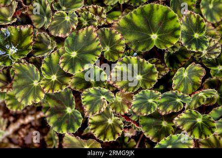 Biodiversité des jardins botaniques de la Réunion Océan Indien Banque D'Images