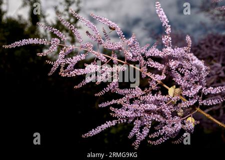 Biodiversité des jardins botaniques de la Réunion Océan Indien Banque D'Images