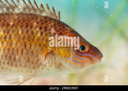 femme rock cuisinier wrasse gros plan Banque D'Images