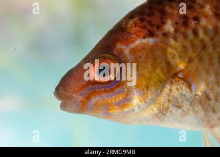 femme rock cuisinier wrasse gros plan Banque D'Images