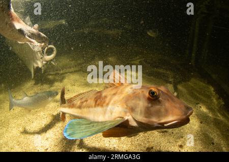 un gurnard de baignoire nageant autour Banque D'Images