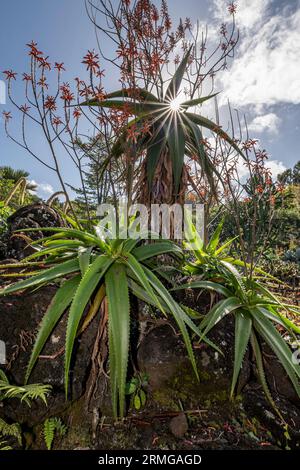 Biodiversité des jardins botaniques de la Réunion Océan Indien Banque D'Images
