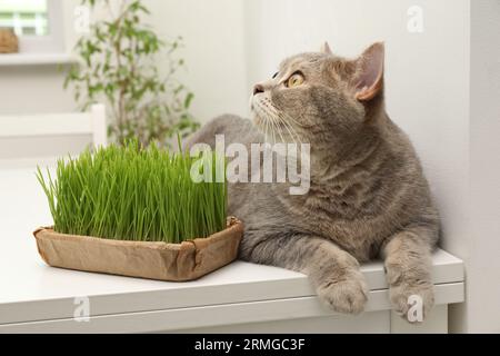 Chat mignon près de l'herbe verte fraîche sur la table blanche à l'intérieur Banque D'Images