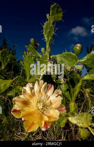 Biodiversité des jardins botaniques de la Réunion Océan Indien Banque D'Images