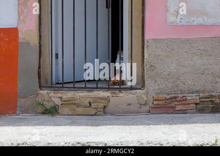 Havana, Cuba, 2023, chien de compagnie reposant dans la porte Banque D'Images