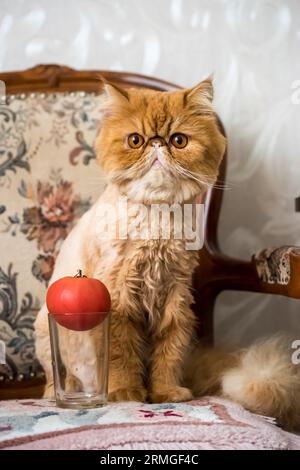 Chat drôle et tomate rouge. Chat exotique perse rouge Banque D'Images
