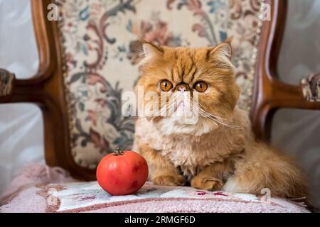 Chat drôle et tomate rouge. Chat exotique perse rouge Banque D'Images