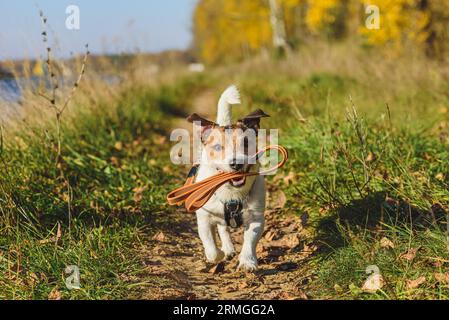 Le jour de l'automne, le chien heureux tenant la laisse aime marcher dans la nature Banque D'Images