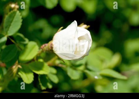 Gros plan d'un bourgeon de rose blanc, peut-être Dog Rose (rosa canina), isolé de l'arrière-plan. Banque D'Images