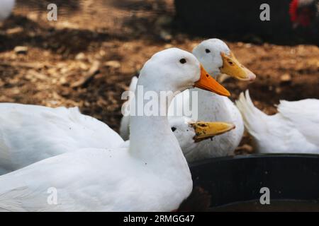 Plan rapproché moyen d'un pékin américain sur une ferme avec d'autres canards en arrière-plan. Faible profondeur de champ Banque D'Images