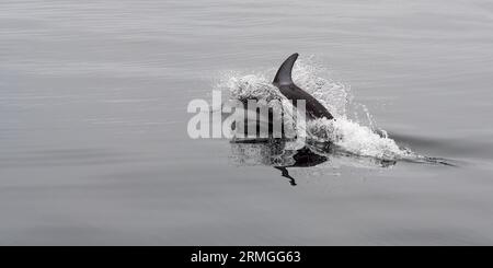 Panorama du dauphin blanc du Pacifique (Lagenorhynchus obliquidens) avec espace de copie, Telegraph Cove, île de Vancouver, Colombie-Britannique, Canada. Banque D'Images
