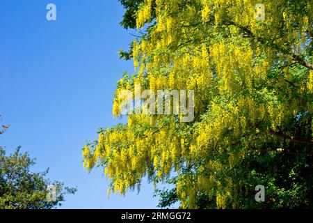 Laburnum (laburnum anagyroides), une vue large de l'arbre couramment planté en pleine fleur, photographié par une journée ensoleillée contre un ciel bleu. Banque D'Images