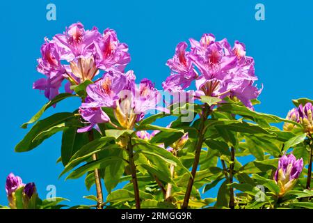 Rhododendron (rhododendron ponticum), gros plan des grandes fleurs violettes de la variété sauvage de l'arbuste tiré contre un ciel bleu clair. Banque D'Images