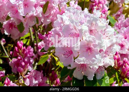 Rhododendron, gros plan des grandes fleurs roses de ce cultivar particulier de l'arbuste populaire, peut-être 'Pink Pearl'. Banque D'Images