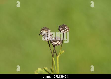 Gros plan têtes de marmite de fièvres (Tanacetum parthenium), famille des marguerites (Asteraceae). Été, août, jardin hollandais. Banque D'Images