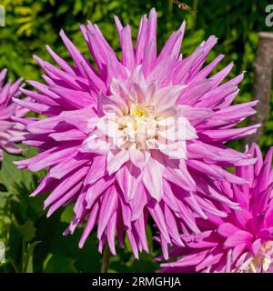 Simple fleur de Dahlia semi-cactus moyen 'Hillcrest Candy' avec pétales mélangés roses et blancs, gros plan, Derbyshire, Angleterre, Royaume-Uni Banque D'Images