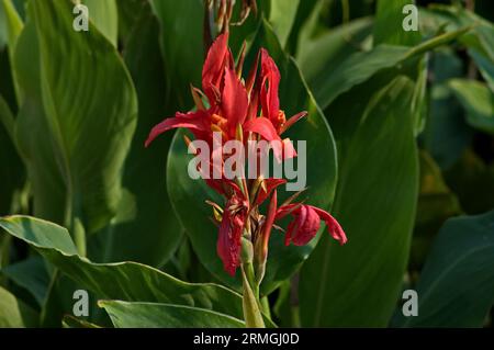 Photo de gladiole rouge dans le jardin, Vratsa, Bulgarie Banque D'Images