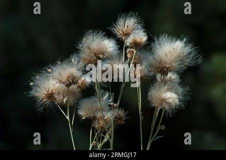 Chardon-Marie ou silybum marianum formant des graines après la floraison dans une prairie d'été, Sofia, Bulgarie Banque D'Images