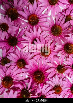 Fleurs d'échinacée purpurea médicinale, gros plan floral. Banque D'Images