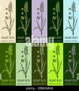 Ensemble de dessin vectoriel ORCHIDÉE PARFUMÉE en différentes couleurs. Illustration dessinée à la main. Le nom latin est GYMNADENIA CONOPSEA L. Banque D'Images