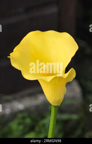 Unique jaune Arum Lily en fleur à la fin de l'été dans le jardin britannique Banque D'Images