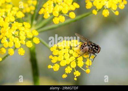 Une mouche de coup sur le fenouil sauvage. Banque D'Images