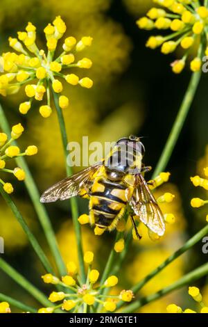 Un hoverfly sur le fenouil sauvage. Banque D'Images