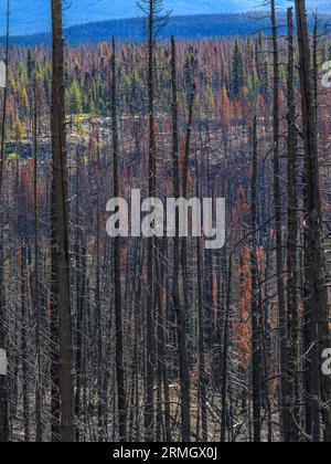 Les troncs carbonisés et noircis des arbres après un incendie de forêt Banque D'Images