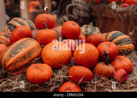 Citrouilles fraîches de saison orange vif sur le foin. Récolte d'automne et composition de Thanksgiving Banque D'Images