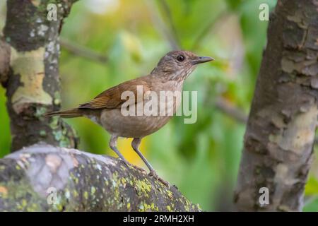 Grive blanche ou grive blanche (Turdus amaurochalinus) en mise au point sélective, également connue sous le nom de « grive orange » Banque D'Images