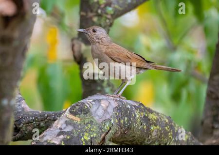 Grive blanche ou grive blanche (Turdus amaurochalinus) en mise au point sélective, également connue sous le nom de « grive orange » Banque D'Images