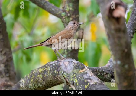 Grive blanche ou grive blanche (Turdus amaurochalinus) en mise au point sélective, également connue sous le nom de « grive orange » Banque D'Images