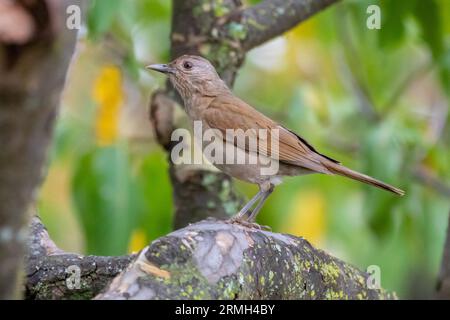 Grive blanche ou grive blanche (Turdus amaurochalinus) en mise au point sélective, également connue sous le nom de « grive orange » Banque D'Images