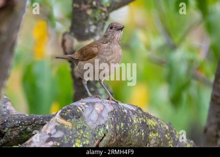 Grive blanche ou grive blanche (Turdus amaurochalinus) en mise au point sélective, également connue sous le nom de « grive orange » Banque D'Images