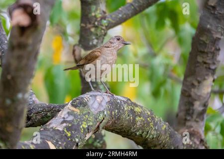 Grive blanche ou grive blanche (Turdus amaurochalinus) en mise au point sélective, également connue sous le nom de « grive orange » Banque D'Images