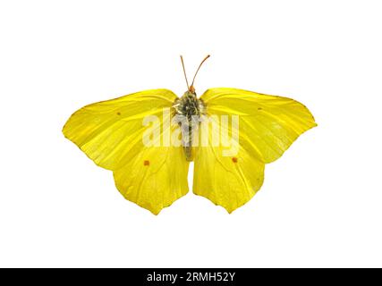 Papillon Gonepteryx rhamni isolé sur un fond blanc. Objet avec masque. Banque D'Images