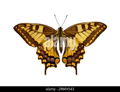 Vieux monde Swallowtail Butterfly (Papilio Machaon), isolé sur blanc. Objet avec masque. Banque D'Images
