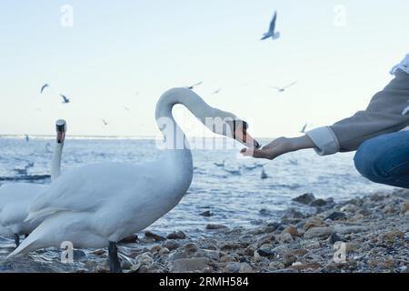 Le cygne blanc prend le pain des mains d'un homme au bord de la mer Banque D'Images