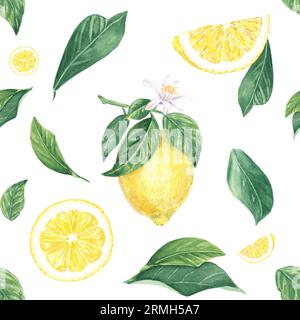 Aquarelle sans couture motif citron, tranches, fleur, feuilles sur fond blanc, peint à la main dans le style botanique, pour les vacances, mariage, conception alimentaire Banque D'Images