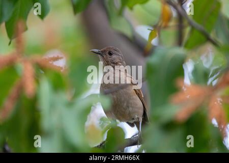 Grive blanche ou grive blanche (Turdus amaurochalinus) en mise au point sélective, également connue sous le nom de « grive orange » Banque D'Images