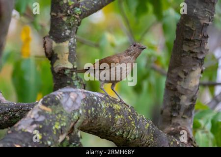 Grive blanche ou grive blanche (Turdus amaurochalinus) en mise au point sélective, également connue sous le nom de « grive orange » Banque D'Images