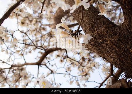 Goiania, Goias, Brésil – Agosto 28, 2023 : Détails d’un arbre à ipe avec des fleurs blanches, photographié de bas en haut, un matin froid et sans soleil. Banque D'Images