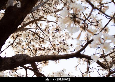 Goiania, Goias, Brésil – Agosto 28, 2023 : Détails d’un arbre à ipe avec des fleurs blanches, photographié de bas en haut, un matin froid et sans soleil. Banque D'Images