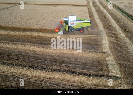 Récoltez un champ de blé doré, des nuages de poussière. Prise de vue aérienne. Moissonneuse remplir le grenier, blé mûr pendant la récolte. Travaux agricoles. Récoltez par temps ensoleillé Banque D'Images