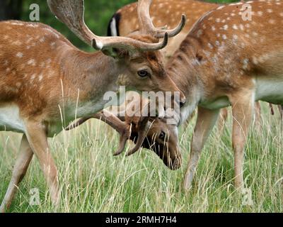 Gros plan du cerf de jachère mâle, parc Charlecote Banque D'Images