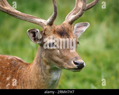 Gros plan du cerf de jachère mâle, parc Charlecote Banque D'Images