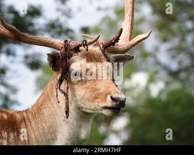 Cerfs mâles en jachère jetant du velours, parc Charlecote Banque D'Images