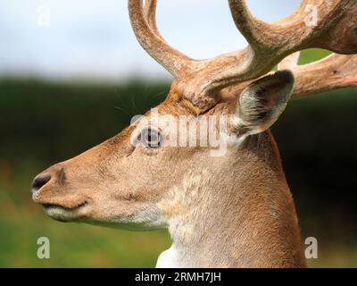 Gros plan du cerf de jachère mâle, parc Charlecote Banque D'Images